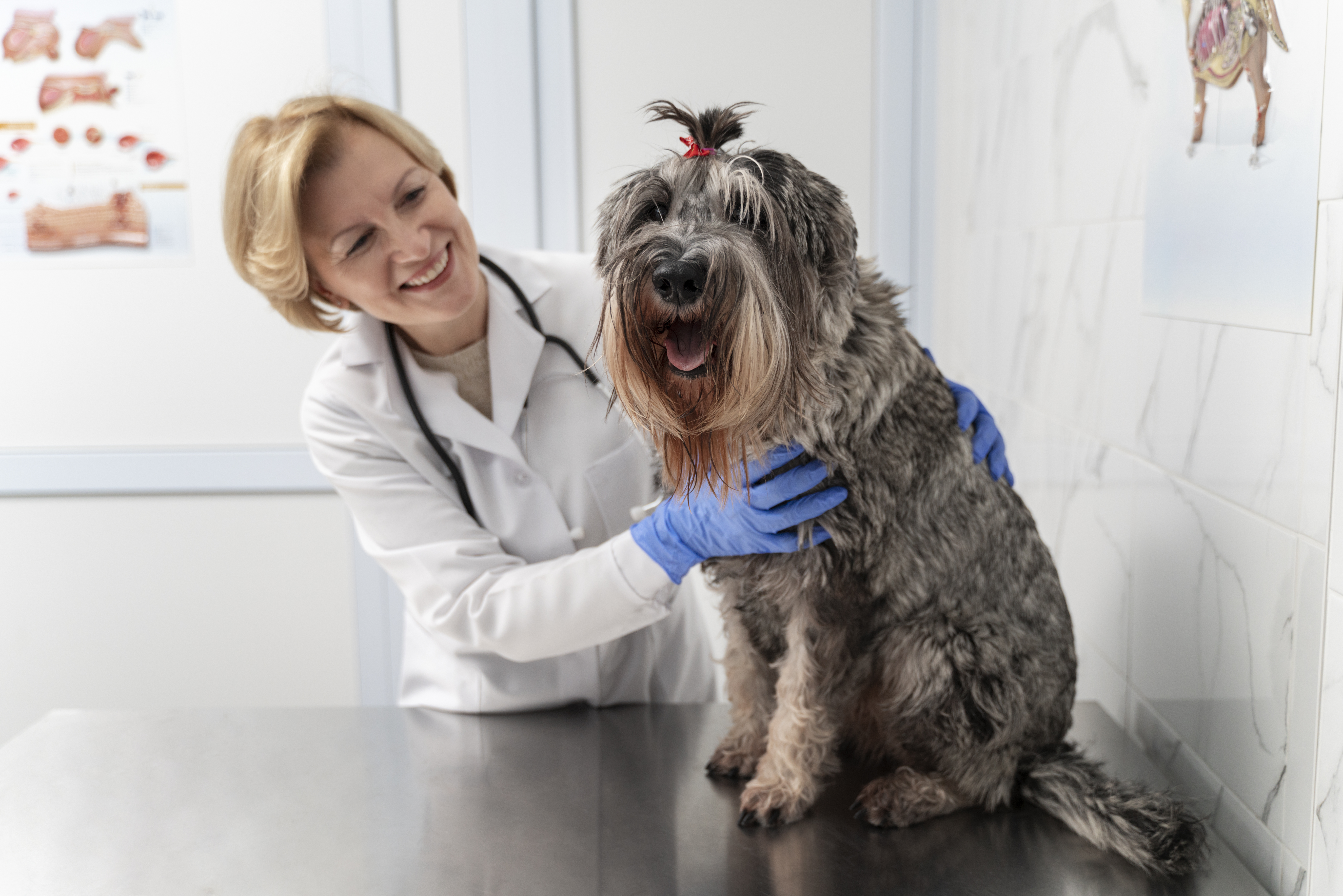 Veterinarian checking a small dog