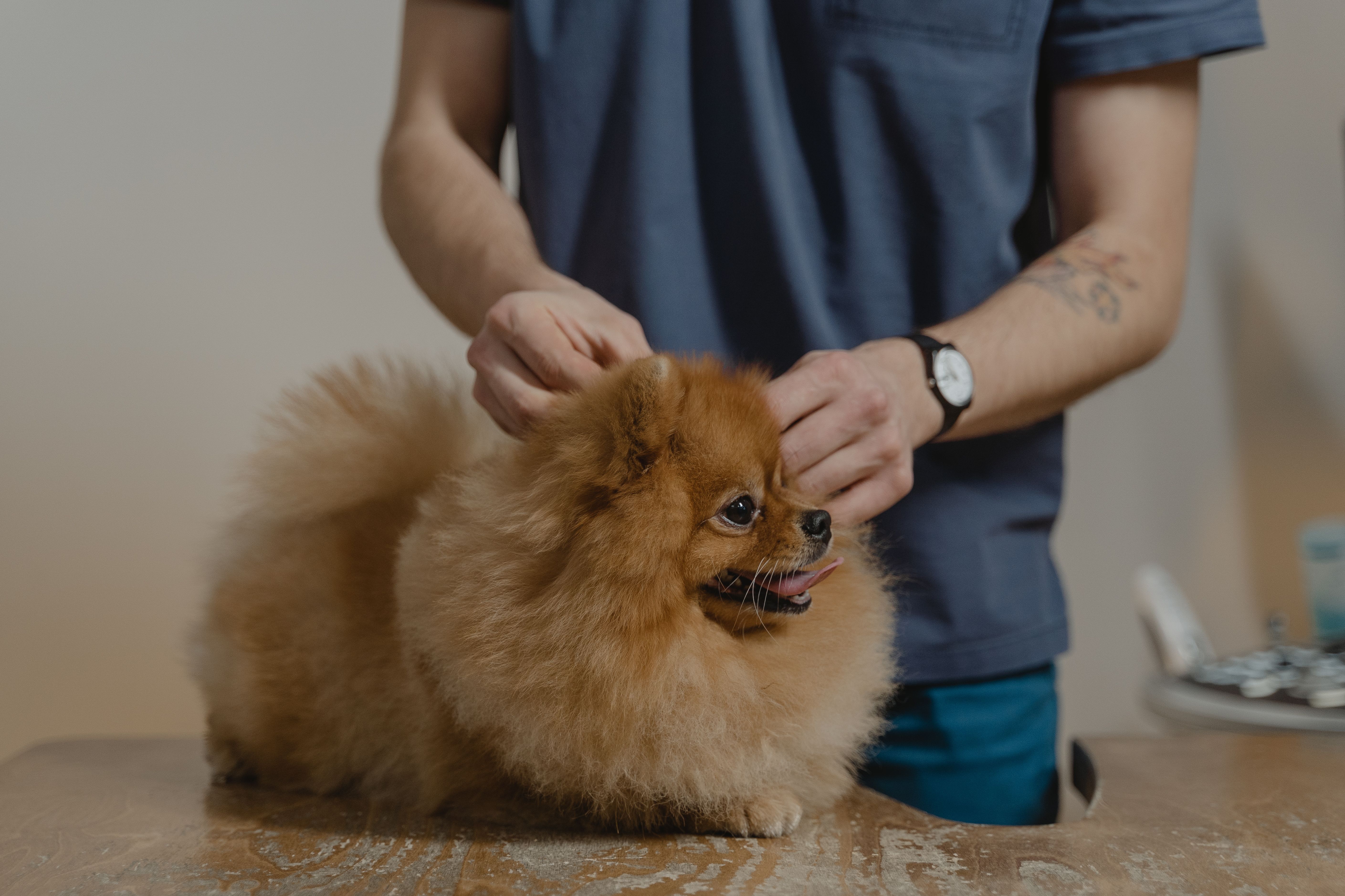 paralysis tick symptoms