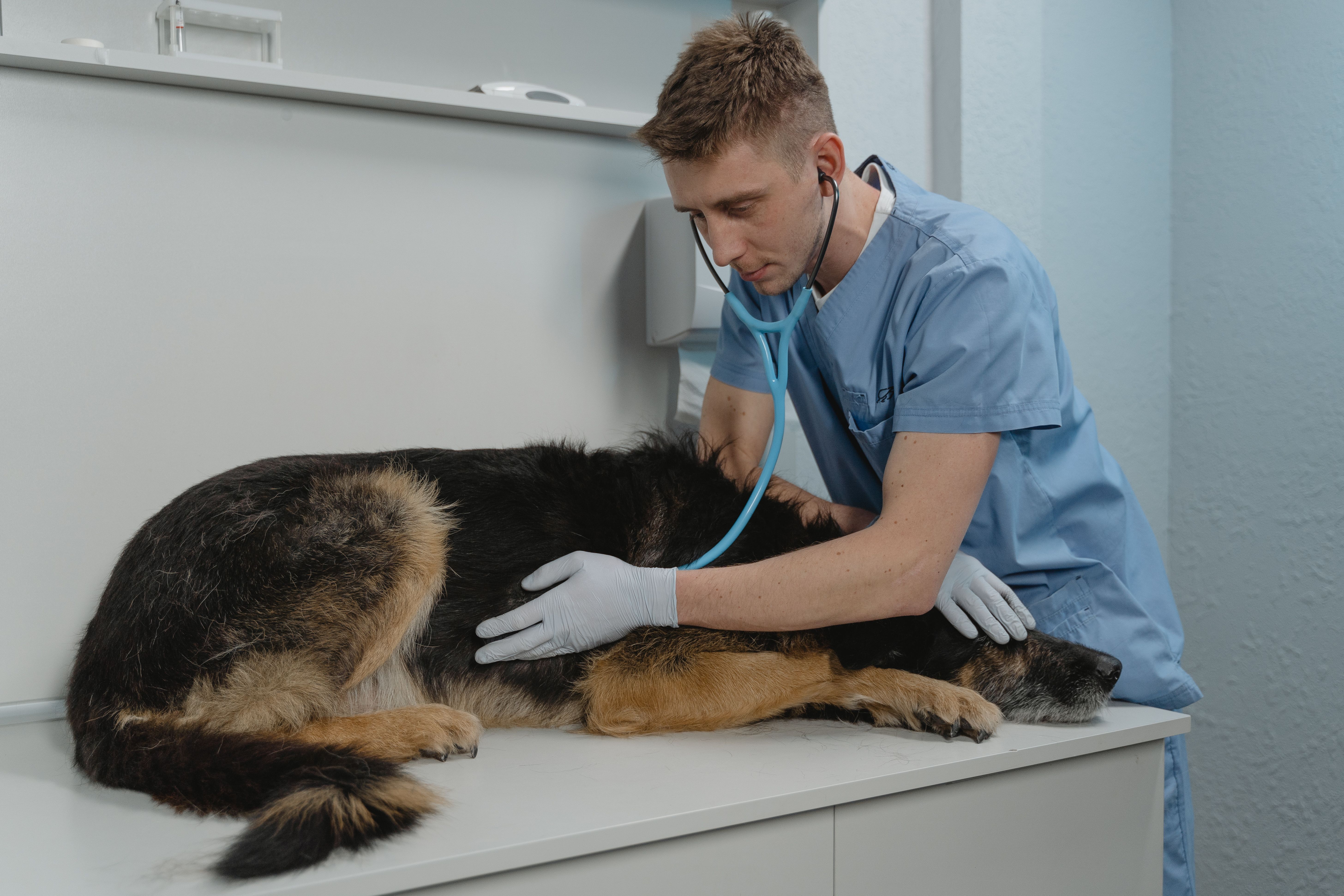 signs of kidney disease in cats